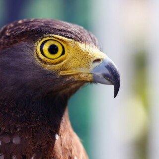 birds1_2269