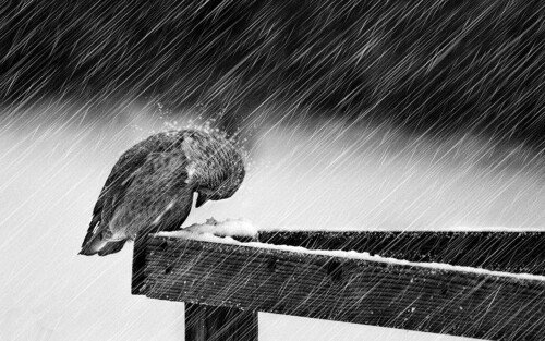 birds1_2271.jpg