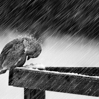 birds1_2271