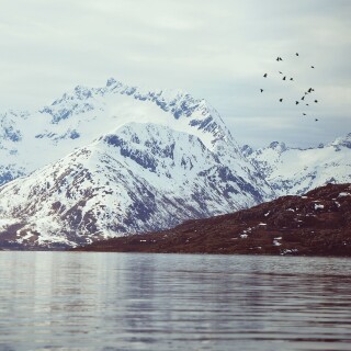 birds1_2310