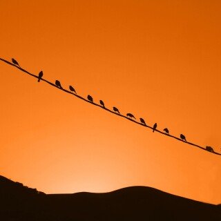 birds1_2330