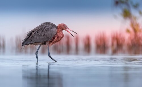 birds1 2331