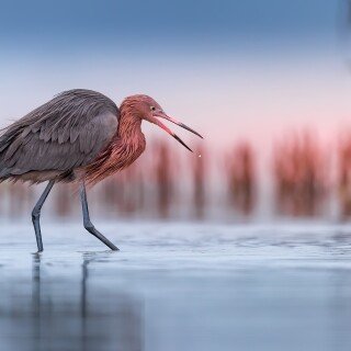 birds1_2331