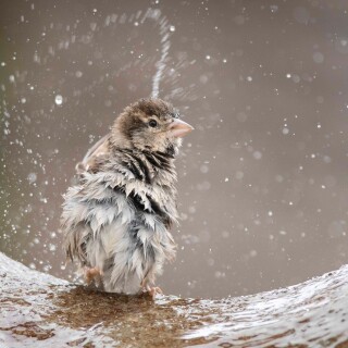 birds1_2337