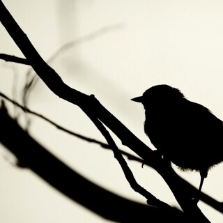 birds1_2345