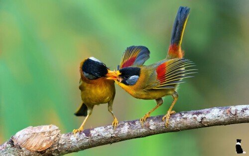 birds1_2382.jpg