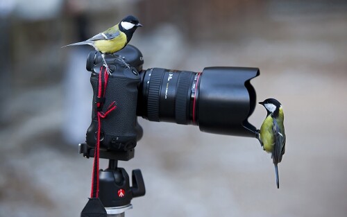 birds1_2385.jpg
