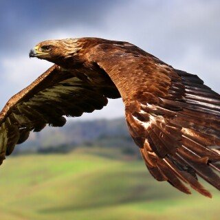 birds1_2394