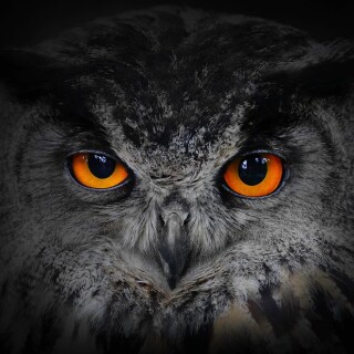 birds1_2426