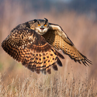 birds1_2448