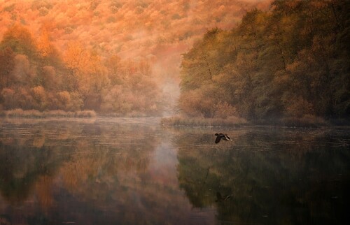 birds1 2453