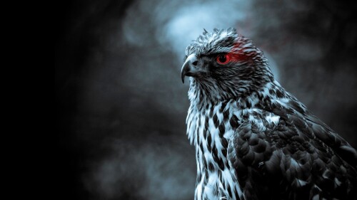 birds1_2459.jpg