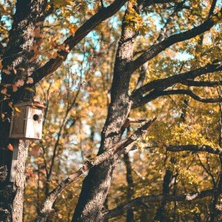 birds1_2467