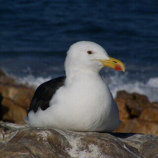 birds1_2473