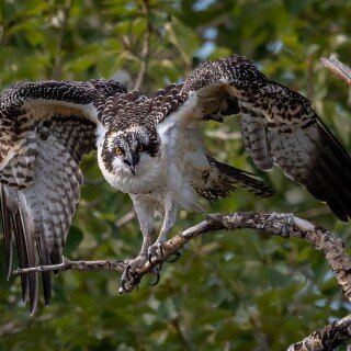 birds1_2477