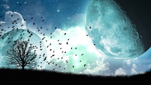 birds1 2489
