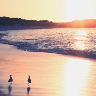 birds1_2491