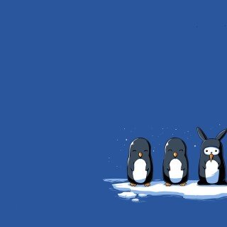 birds1_2505