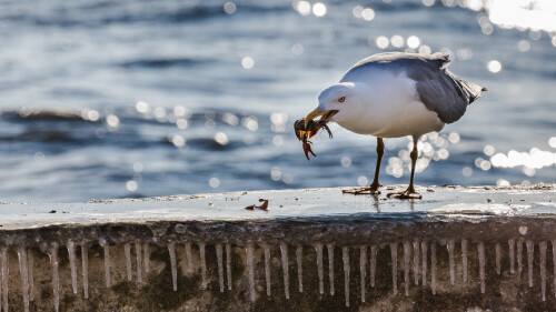 birds1 2514