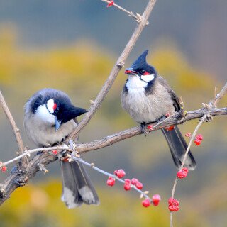 birds1_2522