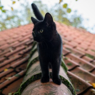 cats1_0003