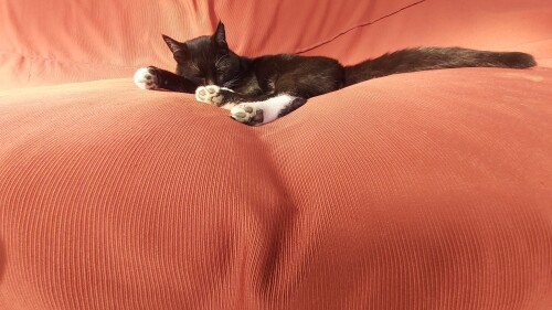 cats1_0008.jpg