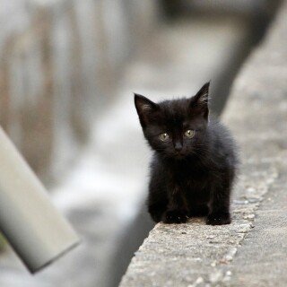cats1_0014