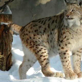 cats1_0017