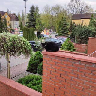cats1_0020