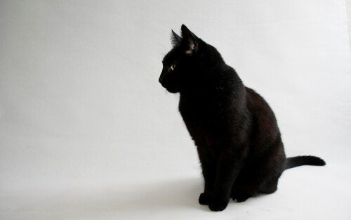 cats1 0029