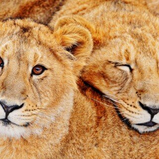 cats1_0031