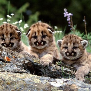 cats1_0035