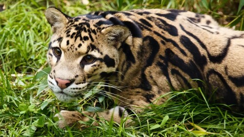 cats1 0038