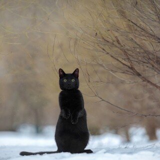 cats1_0040