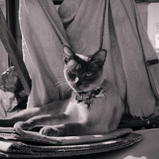 cats1_0042