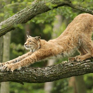 cats1_0043