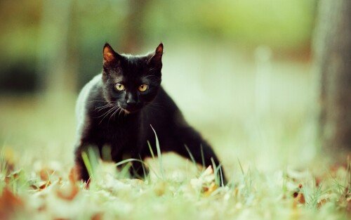 cats1_0053.jpg