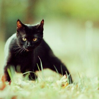 cats1_0053