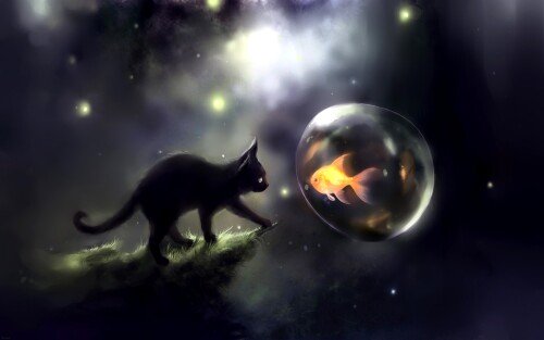 cats1 0055