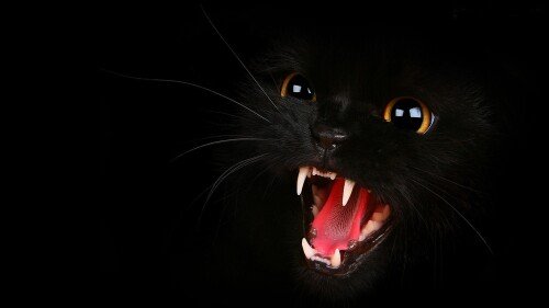 cats1 0061