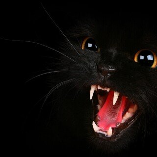 cats1_0061