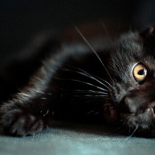 cats1_0062