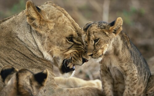 cats1_0063.jpg