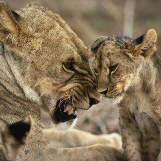 cats1_0063