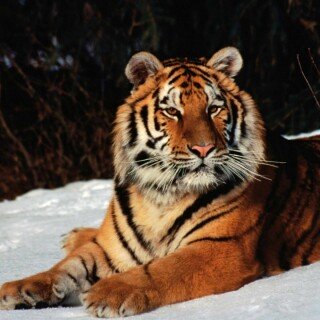 cats1_0067