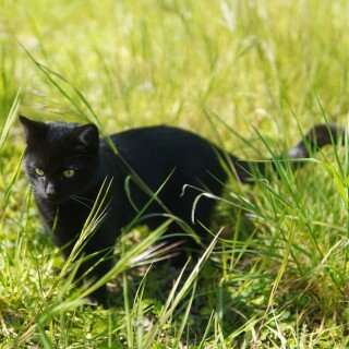 cats1_0072