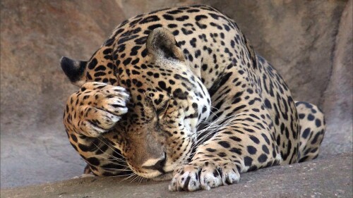 cats1 0073