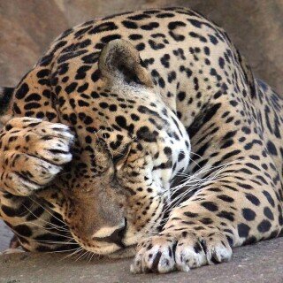 cats1_0073