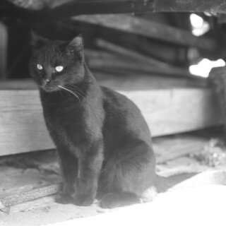 cats1_0074