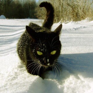 cats1_0077